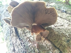 Cyclocybe parasitica