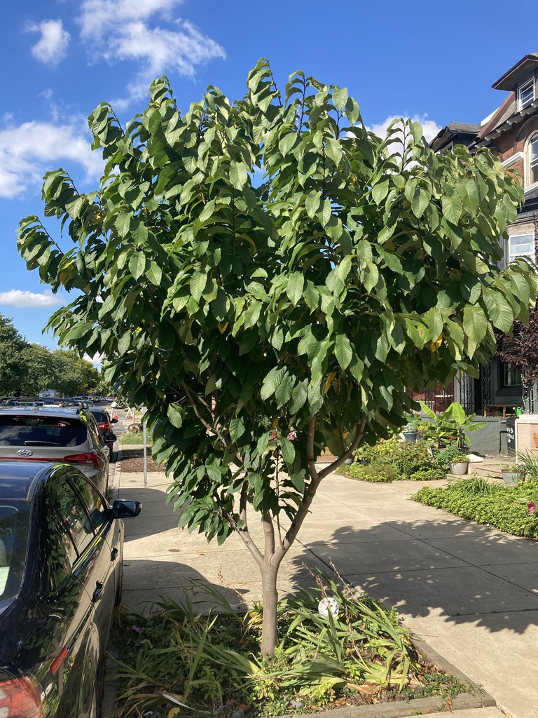 common pawpaw from N 33rd St, Philadelphia, PA, US on September 13 ...