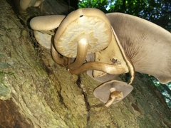 Cyclocybe parasitica