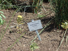 Elegia fenestrata
