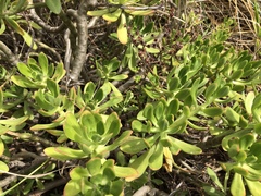 Sedum praealtum