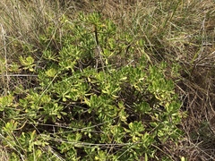 Sedum praealtum