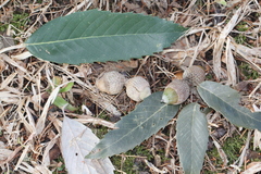 Quercus oblongata