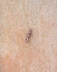 Parochmastis hilderi