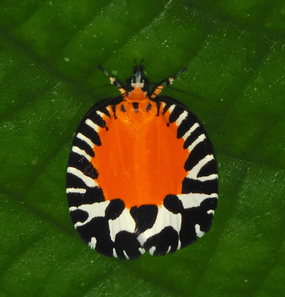 Pseudatteria splendens