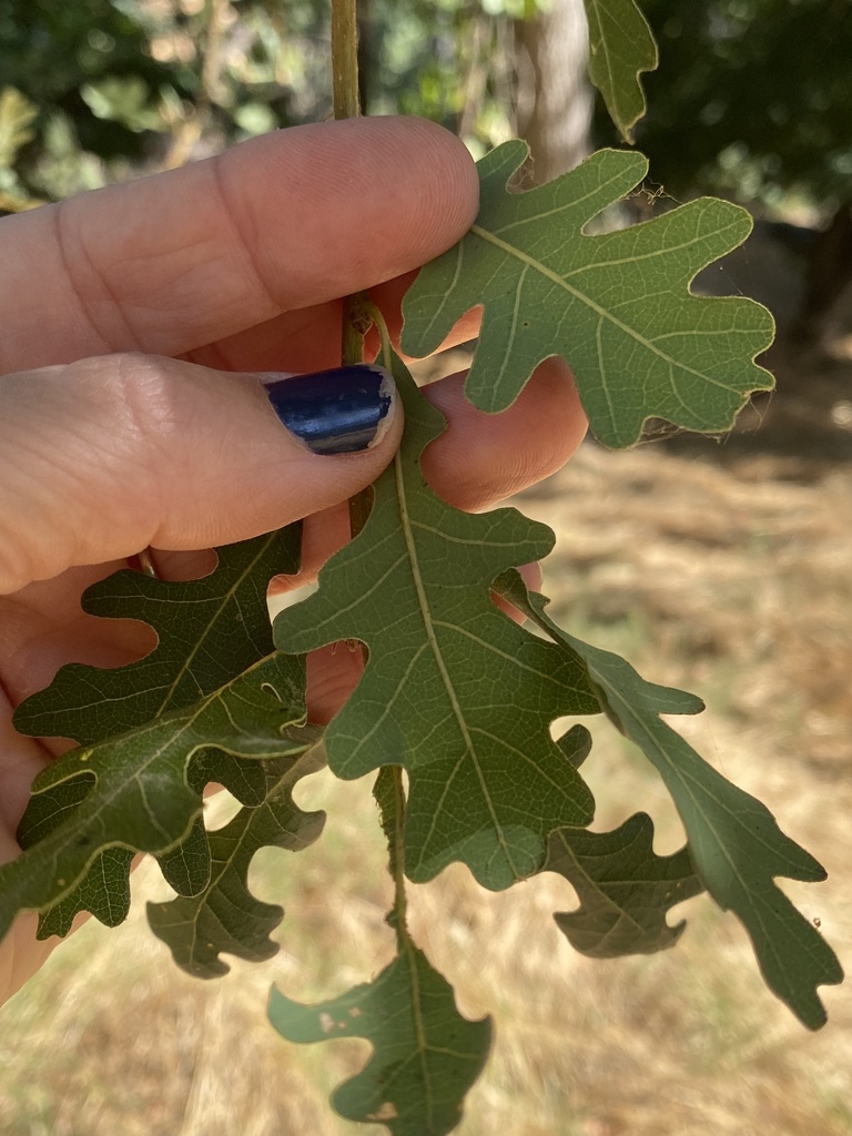 valley oak from Ancil Hoffman Park, Carmichael, CA, US on September 9 ...