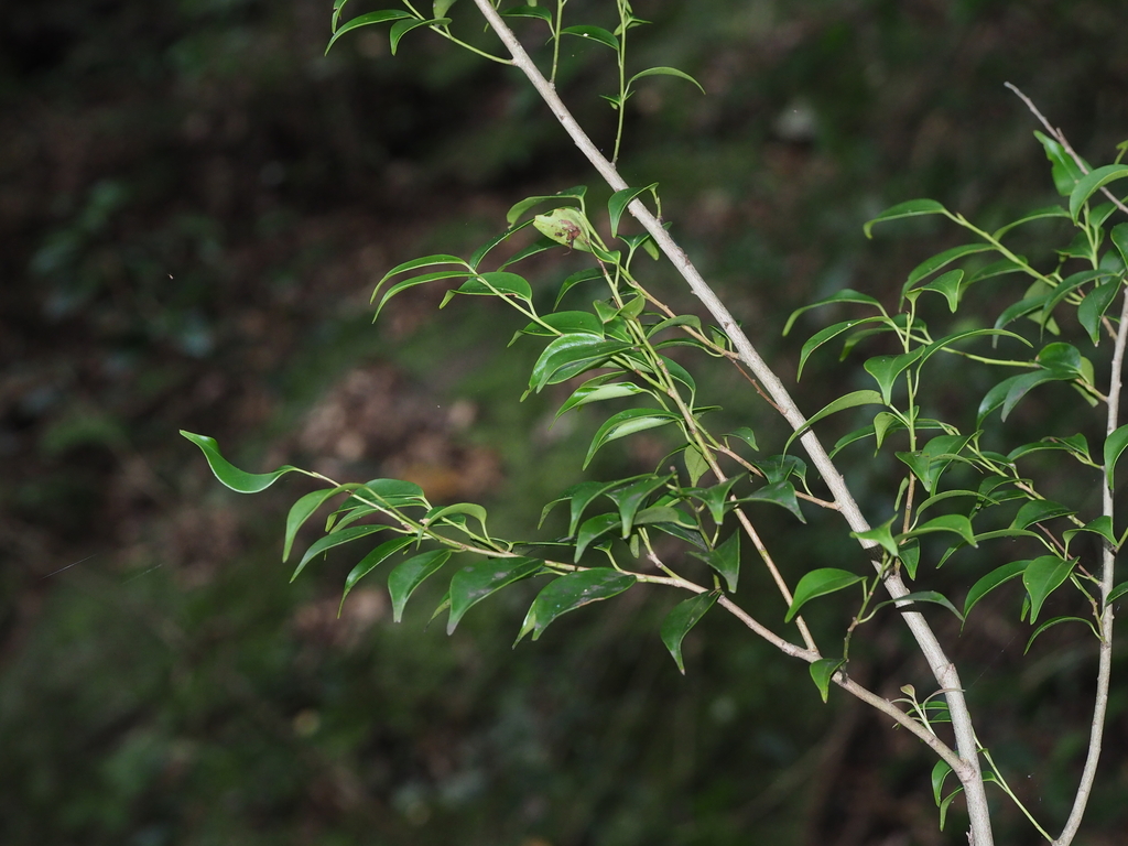 Ilex wilsonii (Ilex wilsonii)