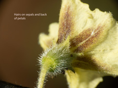 Physalis hederifolia fendleri
