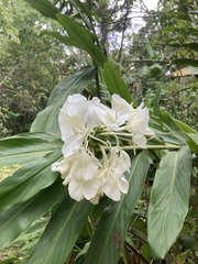 Hedychium coronarium image