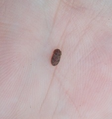 Neaspis variegata