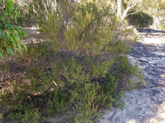 Acacia rupicola