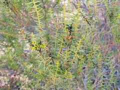 Acacia rupicola