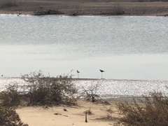 Himantopus himantopus