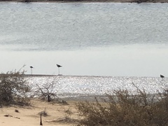 Himantopus himantopus