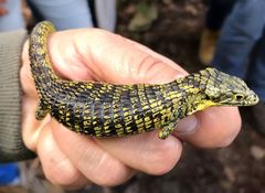 Abronia taeniata