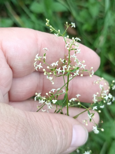 Paprastasis lipikas nuotrauka