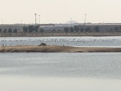 Phoenicopterus roseus