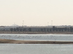 Phoenicopterus roseus