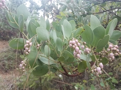Arctostaphylos mewukka