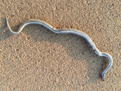 Tropidoclonion lineatum