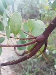Arctostaphylos mewukka