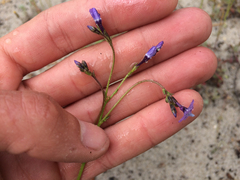 Gilia tenuiflora