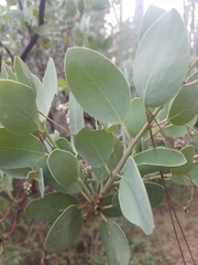 Arctostaphylos mewukka