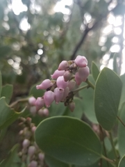 Arctostaphylos mewukka