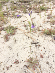 Gilia tenuiflora