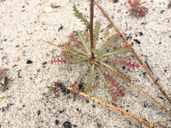 Gilia tenuiflora