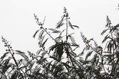 Leucaena leucocephala