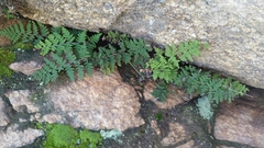 Myriopteris covillei