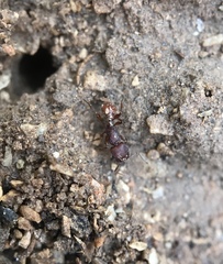 Pogonomyrmex imberbiculus