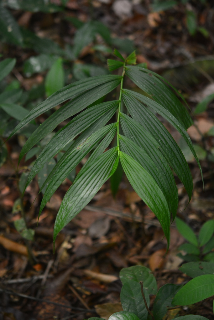 Selenipedium aucourdianum