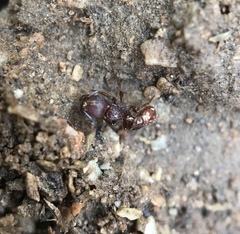 Pogonomyrmex imberbiculus