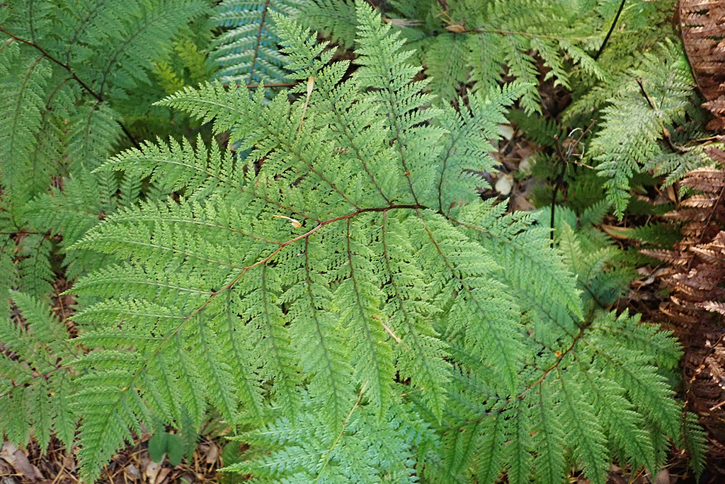 Lace Fern