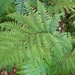 Lace Fern - Photo no rights reserved, uploaded by Peter de Lange