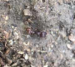 Pogonomyrmex imberbiculus