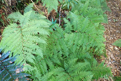 Leptolepia novae-zelandiae