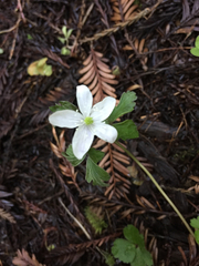Anemonoides quinquefolia