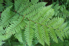 Leptolepia novae-zelandiae