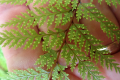 Leptolepia novae-zelandiae