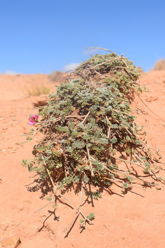 Astragalus algerianus