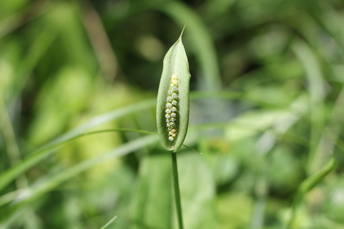 Image of Caterpillar Plant (Spathicarpa hastifolia) by (c) Romi Galeota Lencina, some rights reserved (CC BY)