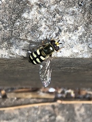 Diptera