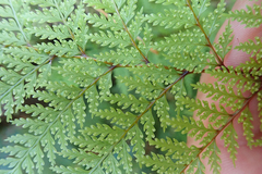 Leptolepia novae-zelandiae