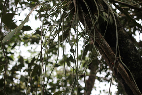 Image of Acanthostachys strobilacea by (c) Romi Galeota Lencina, some rights reserved (CC BY)