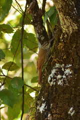 Lepidocolaptes leucogaster