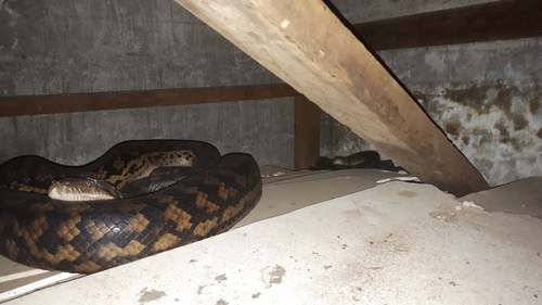 Australian Scrub Python sighting