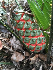 Macrozamia macleayi
